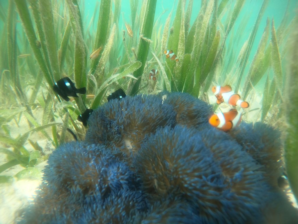 DCIM100GOPROGOPR0974.JPG